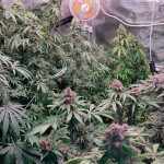 mimosa-x-orange-punch-fem-barneys-farm.jpg