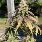 blueberry-muffin-fem-humboldt-seed-company.jpg