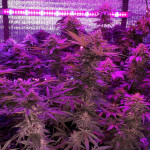 gorilla-glue-4-fem-anesia-seeds.jpg