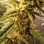keepers-og-autoflower-fem-seedkeepers.jpg