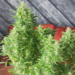 auto-american-pie-fem-pyramid-seeds.jpg