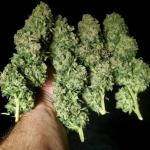 blue-sunset-sherbert-fem-barneys-farm.jpg