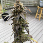 blueberry-muffin-fem-humboldt-seed-company.jpg