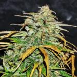 critical-kush-auto-critical-rapido-auto-fem-barneys-farm.jpg