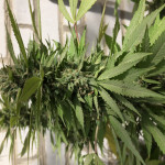 707-headband-humboldt-seeds.JPG