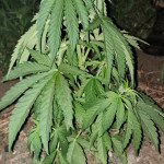 amherst-sour-diesel-fem-humboldt-seeds.jpg