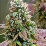notorious-thc-fem-humboldt-seed-company.jpg
