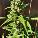 auto-super-hash-fem-pyramid-seeds.jpg