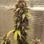 dark-devil-auto-fem-sweet-seeds.jpg