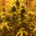 jealousy-z-xl-auto-fem-sweet-seeds.jpg