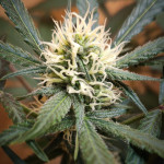 jealousy-z-xl-auto-fem-sweet-seeds.jpg