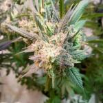 miracle-alien-cookies-mac-fem-7ch-american.jpg