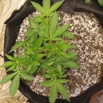 miracle-alien-cookies-mac-fem-7ch-american.jpg