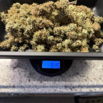 orange-sherbet-ff-fem-fastbuds.jpg
