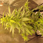 auto-northern-light-fem-victory-seeds.jpg