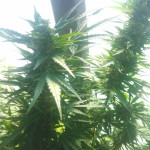 auto-northern-light-fem-victory-seeds.jpg