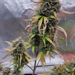 purple-punch-og-xl-auto-fem-sweet-seeds.jpg