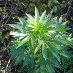 white-widow-fem-victory-seeds.jpg