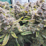 purple-punch-auto-fem-fastbuds.jpg
