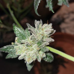 strawberry-og-cookies-r1-fem-ethos-genetics.jpg
