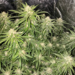 y-griega-fem-medical-seeds.jpg