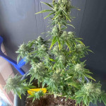 choco-thai-auto-fem-herbies-seeds.jpg