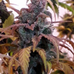 critical-kali-mist-fem-delicious-seeds.jpg