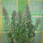 jack-herer-ghs.jpg