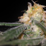 amnesia-haze-rqs.jpg