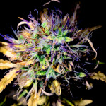 blue-dreammatic-auto-fastbuds.jpeg