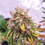 banana-daddy-auto-rbx2-fem-ethos-genetics.jpg