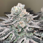 strawberry-og-cookies-r1-fem-ethos-genetics.jpg