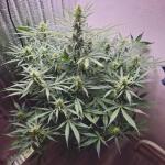 whiskey-zulu-auto-fem-7ch-american.jpg