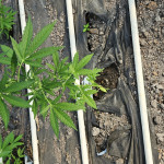 wipeout-express-auto-fem-heavyweight-seeds.jpg