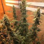 blue-gelato-41-fem-barneys-farm.jpg