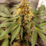 cbd-lemon-auto-fem-herbies-seeds.jpg