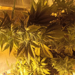 afghan-kush-world-of-seeds.jpg