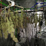 fully-loaded-auto-fem-heavyweight-seeds.jpg