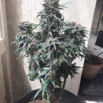 banana-daddy-auto-rbx2-fem-ethos-genetics.jpg
