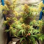 purple-juice-auto-fem-herbies-seeds.jpg
