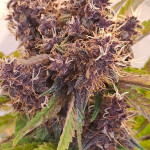 purple-punch-og-xl-auto-fem-sweet-seeds.jpg