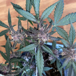auto-purple-fem-pyramid-seeds.JPG