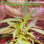 critical--fem-dinafem-seeds.JPG