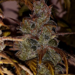 critical-kali-mist-fem-delicious-seeds.jpg