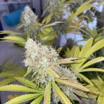 purple-punch-fem-barneys-farm.jpg