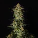 blueberry-hill-fem-herbies-seeds.jpg
