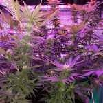 gorilla-glue-4-fem-anesia-seeds.jpg