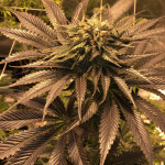 sweet-valley-kush-ghs.JPG