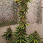 tropicana-cookies-ff-fem-fastbuds.jpg