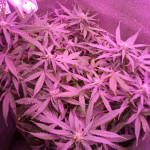 auto-ultra-power-plant-fem-victory-seeds.jpg